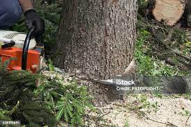 Best Lawn Pest Prevention  in East Berwick, PA