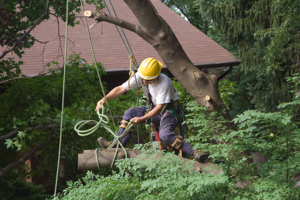 East Berwick, PA Tree Care Company