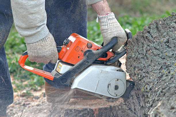 How Our Tree Care Process Works  in  East Berwick, PA
